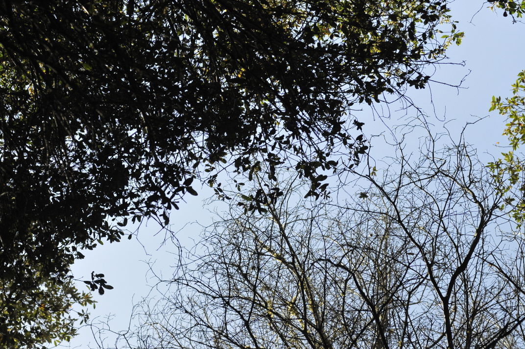 Efficacy of phosphite injections in bark